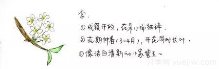 桃花，杏花，櫻花，梨花，李花，海棠花傻傻分不清？(圖2)