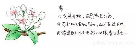 桃花，杏花，櫻花，梨花，李花，海棠花傻傻分不清？(圖3)