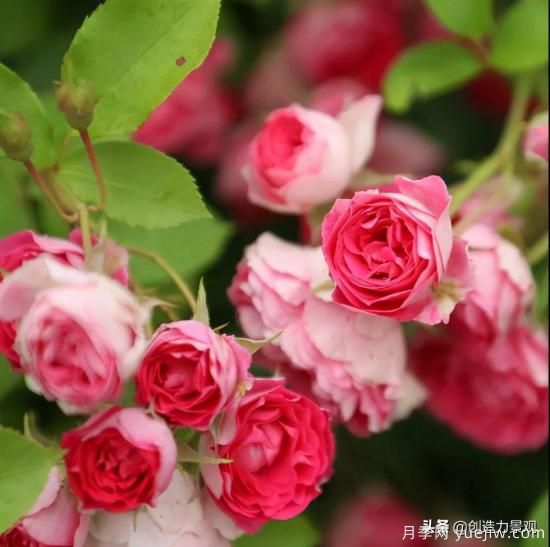 分享15個(gè)浪漫又美麗的月季品種，詩(shī)意醉人(圖5)