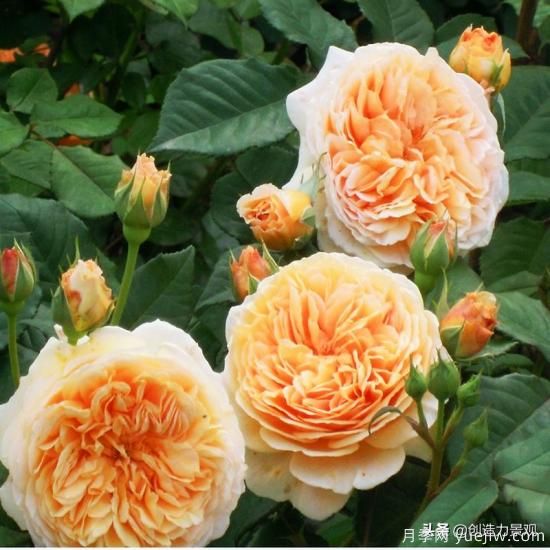 分享15個(gè)浪漫又美麗的月季品種，詩(shī)意醉人(圖6)