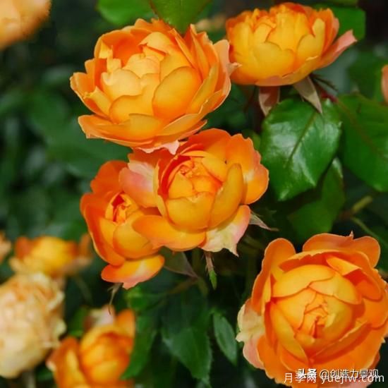 分享15個(gè)浪漫又美麗的月季品種，詩(shī)意醉人(圖7)