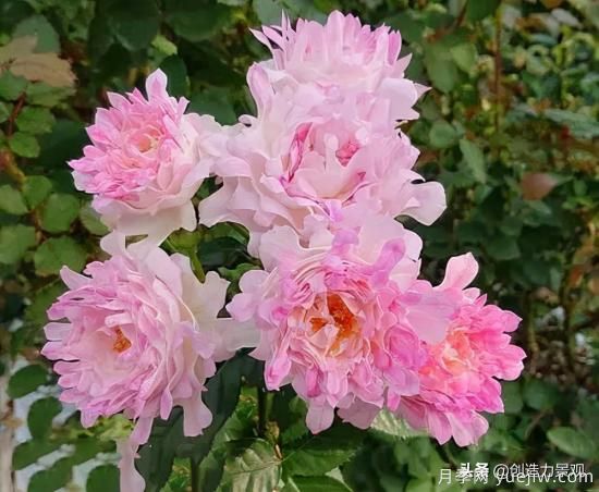 分享15個(gè)浪漫又美麗的月季品種，詩(shī)意醉人(圖10)