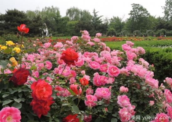 適合園藝新人的4款盆栽月季，花美花期長(cháng)(圖1)