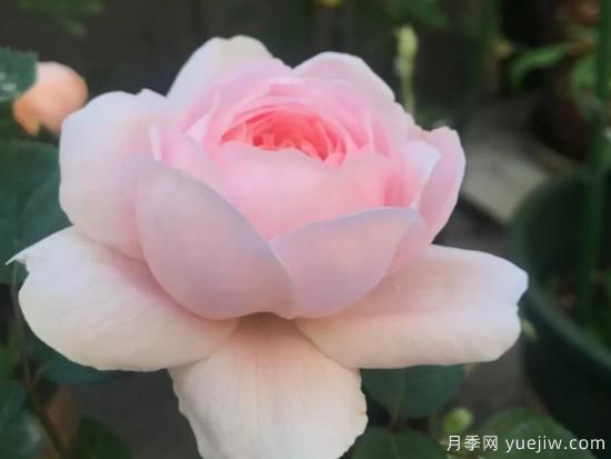 適合園藝新人的4款盆栽月季，花美花期長(cháng)(圖2)