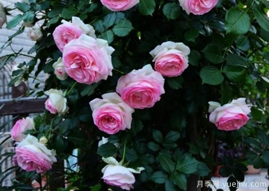 適合園藝新人的4款盆栽月季，花美花期長(cháng)(圖3)