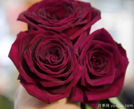 適合園藝新人的4款盆栽月季，花美花期長(cháng)(圖4)