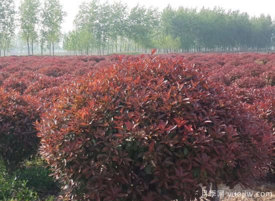 紅葉石楠球是喬木還是灌木？(圖1)