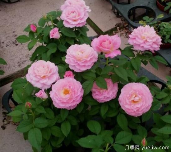 適合新手的3種微型陽(yáng)臺月季，皮實(shí)好養顏值高(圖2)