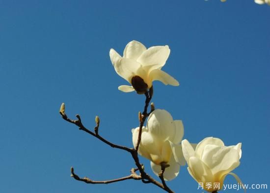 白玉蘭苗木的價(jià)格行情分析(圖1)