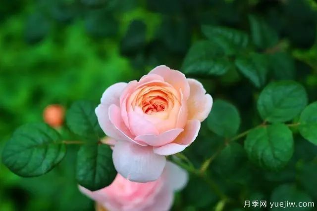 瑞典女王莫奈，懶人養月季花為什么要選它們(圖1)