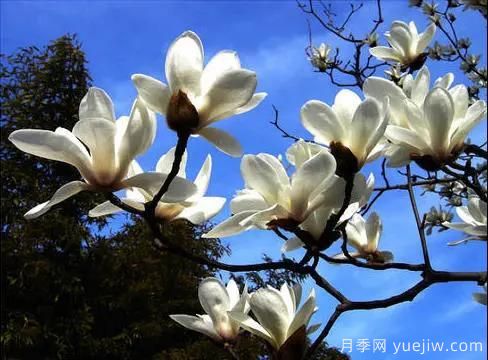 這8種觀(guān)花類(lèi)喬木是園林工程的首選樹(shù)種(圖2)