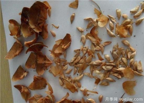 雪松種子什么時(shí)候種植？(圖1)