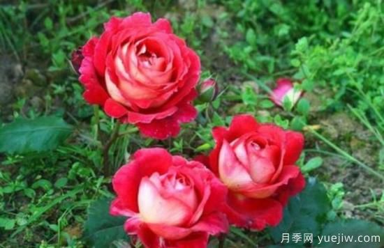 分享香味濃郁的10個(gè)月季花品種，皮實(shí)好養顏值高(圖1)