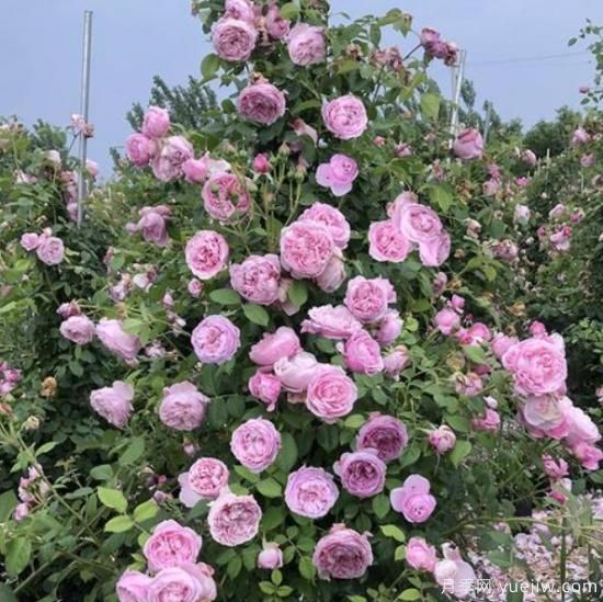 分享香味濃郁的10個(gè)月季花品種，皮實(shí)好養顏值高(圖3)