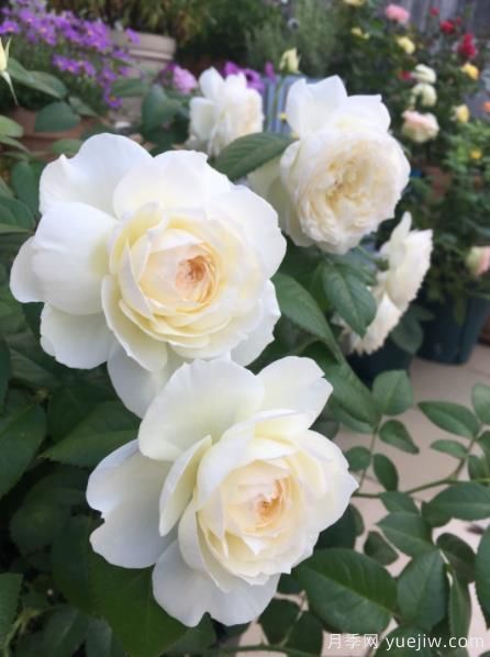 分享香味濃郁的10個(gè)月季花品種，皮實(shí)好養顏值高(圖5)
