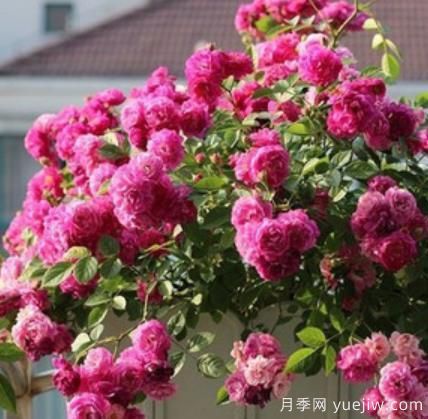 分享香味濃郁的10個(gè)月季花品種，皮實(shí)好養顏值高(圖6)