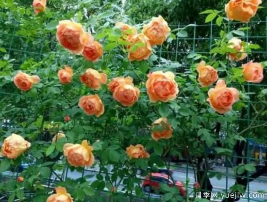 分享香味濃郁的10個(gè)月季花品種，皮實(shí)好養顏值高(圖7)
