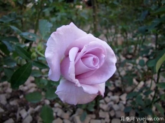 大花香水月季的養護方法，分享10種花香飄滿(mǎn)屋(圖3)