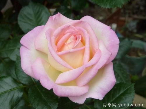 大花香水月季的養護方法，分享10種花香飄滿(mǎn)屋(圖2)