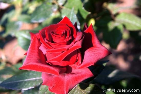 大花香水月季的養護方法，分享10種花香飄滿(mǎn)屋(圖4)