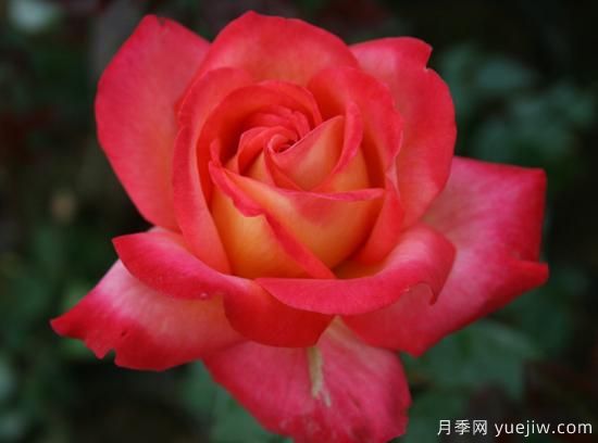 大花香水月季的養護方法，分享10種花香飄滿(mǎn)屋(圖6)