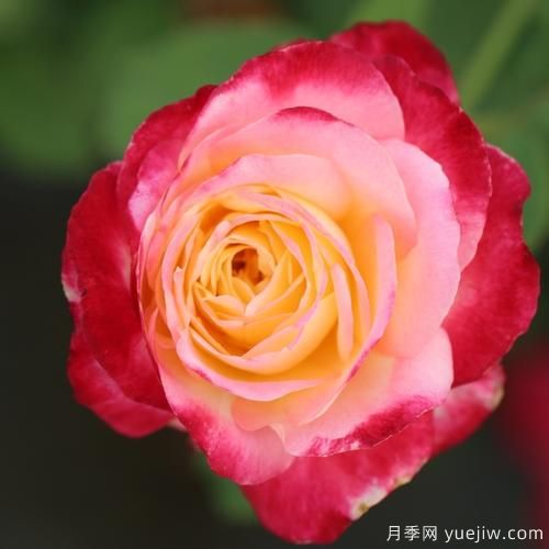 大花香水月季的養護方法，分享10種花香飄滿(mǎn)屋(圖5)