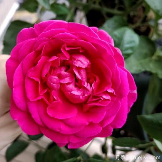 大花香水月季的養護方法，分享10種花香飄滿(mǎn)屋(圖7)