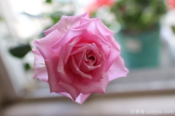 大花香水月季的養護方法，分享10種花香飄滿(mǎn)屋(圖10)