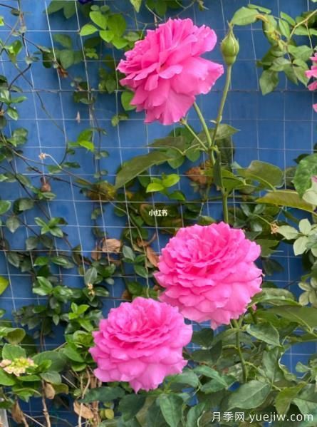 分享香味濃郁的10個(gè)月季花品種，皮實(shí)好養顏值高(圖8)