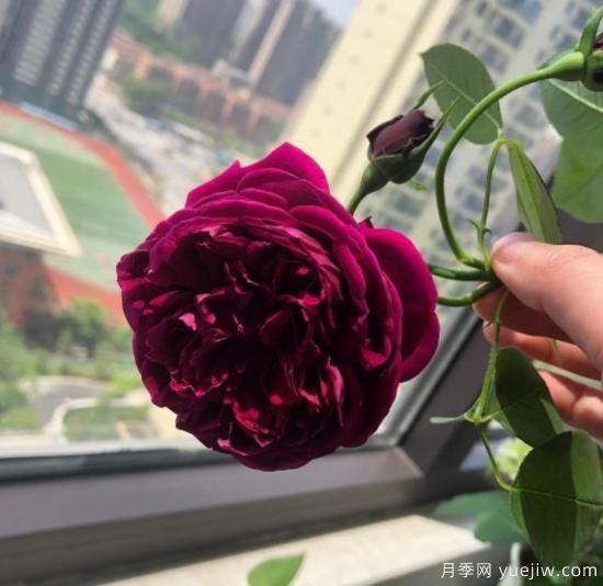 分享香味濃郁的10個(gè)月季花品種，皮實(shí)好養顏值高(圖9)