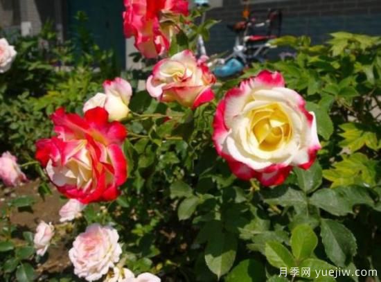 分享香味濃郁的10個(gè)月季花品種，皮實(shí)好養顏值高(圖10)