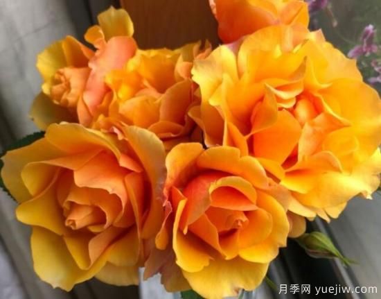 推薦8款冷門(mén)月季品種，養的是，但是表現真好(圖1)
