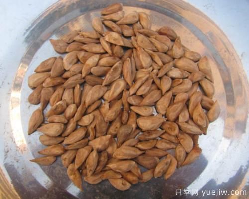 雪松種子怎么種植？養護要點(diǎn)有哪些(圖1)