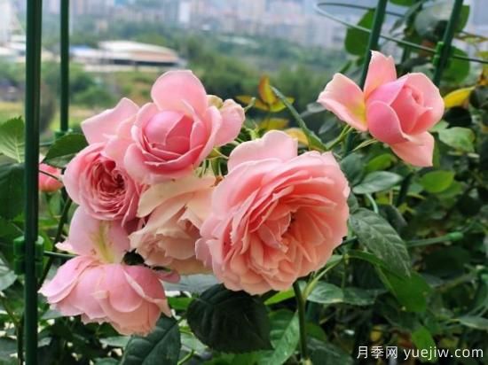 推薦8款冷門(mén)月季品種，養的是，但是表現真好(圖5)