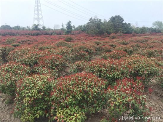 紅葉石楠生長(cháng)不能一味的通過(guò)水分來(lái)維持(圖1)