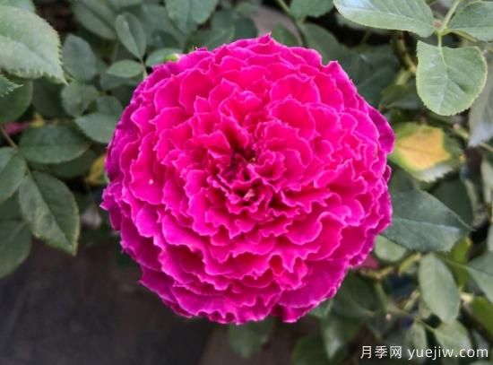推薦8款冷門(mén)月季品種，養的是，但是表現真好(圖6)
