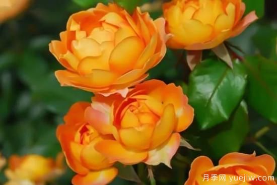 推薦8個(gè)勤花月季品種，輕松爆盆，***值得擁有(圖2)