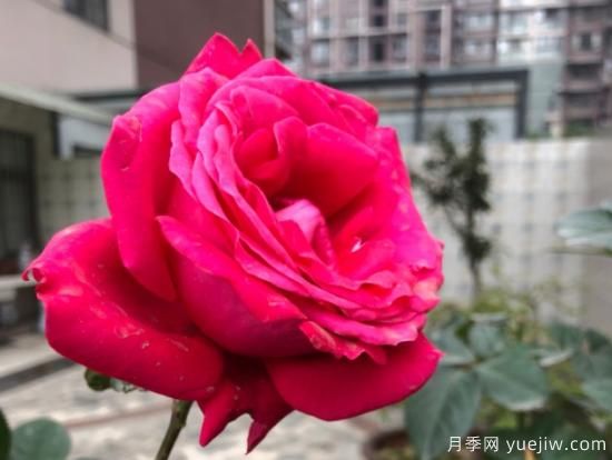 推薦8款冷門(mén)月季品種，養的是，但是表現真好(圖7)