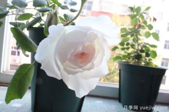 推薦8款冷門(mén)月季品種，養的是，但是表現真好(圖8)