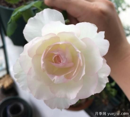 推薦8個(gè)勤花月季品種，輕松爆盆，***值得擁有(圖4)