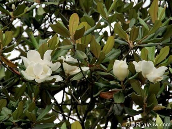 廣玉蘭移栽成活后要怎樣養護？(圖1)