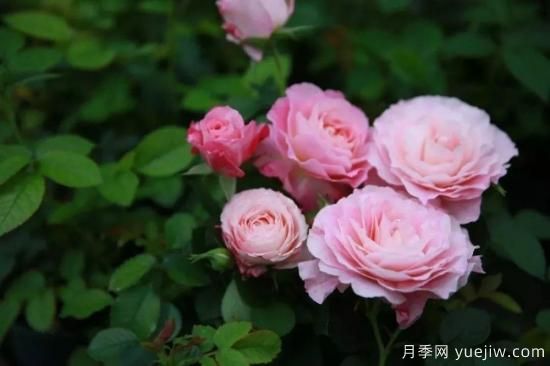 推薦8個(gè)勤花月季品種，輕松爆盆，***值得擁有(圖7)