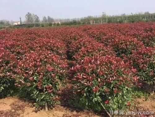 紅葉石楠樹(shù)需水量大小如何確定？(圖1)