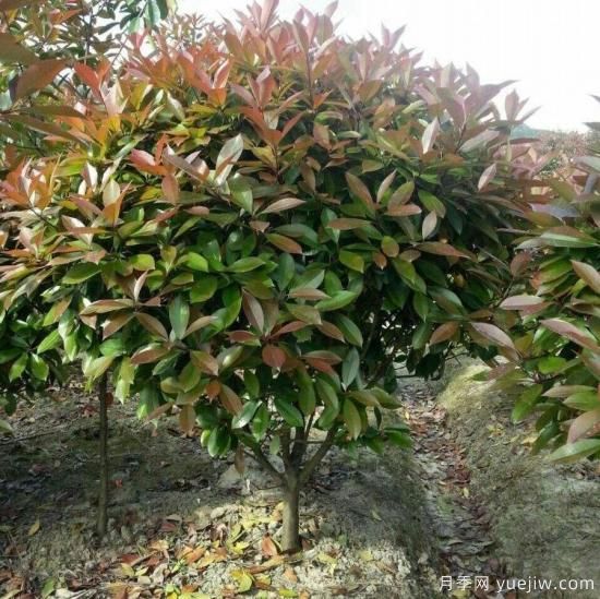 怎么樣培育紅葉石楠可以讓其更鮮艷？(圖1)