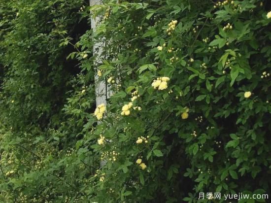 苗木行業(yè)進(jìn)入存量市場(chǎng)，這些領(lǐng)域仍需大量苗木(圖1)