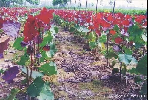 苗木行業(yè)進(jìn)入存量市場(chǎng)，這些領(lǐng)域仍需大量苗木(圖2)