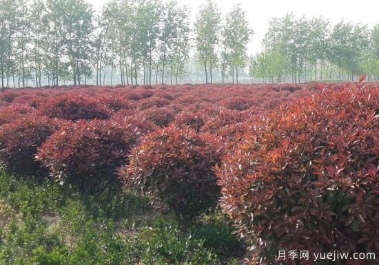紅葉石楠在片植時(shí)部分死亡是什么原因？(圖1)