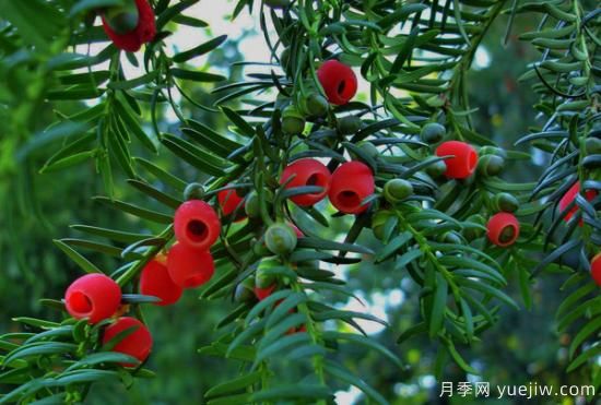 紅豆杉價(jià)格多少錢(qián)一棵？南陽(yáng)紅豆杉樹(shù)苗價(jià)格(圖1)