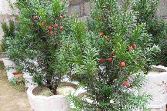 紅豆杉價(jià)格多少錢(qián)一棵？南陽(yáng)紅豆杉樹(shù)苗價(jià)格(圖2)