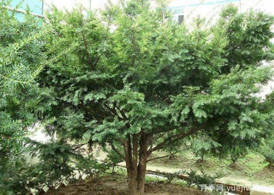 紅豆杉價(jià)格多少錢(qián)一棵？南陽(yáng)紅豆杉樹(shù)苗價(jià)格(圖3)